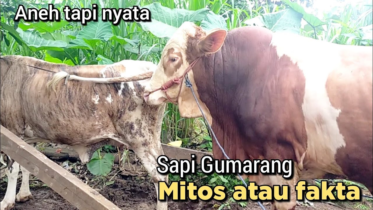 Bagong sapi jumbo ketemu sapi Gumarang mundur alus