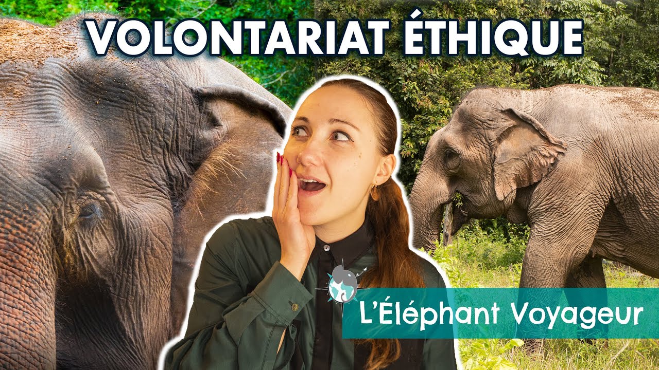 MEILLEURE EXPÉRIENCE DE MA VIE (VLOG THAÏLANDE): Volontariat éthique dans un sanctuaire d'éléphants