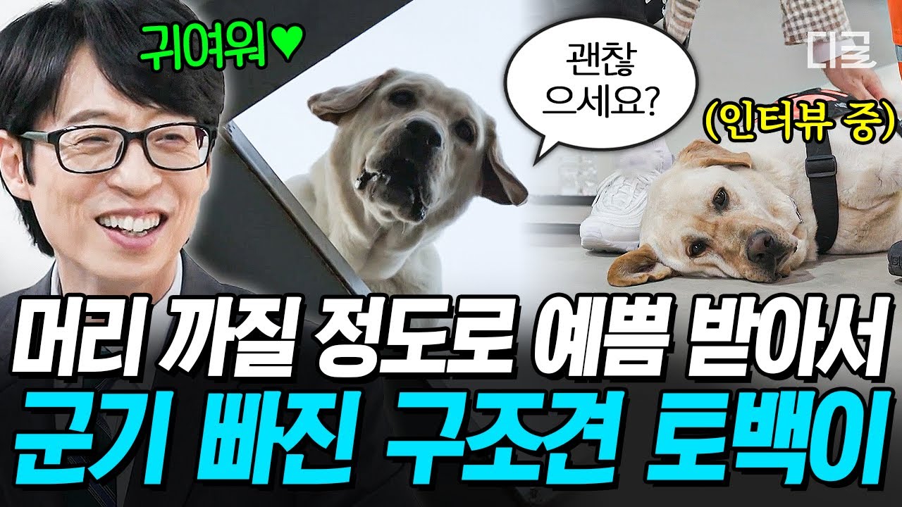 [#유퀴즈온더블럭] 튀르키예 구호대의 마스코트🐶 개 편-안하게 누워서 인터뷰 구경하는 구조견 토백이ㅋㅋ