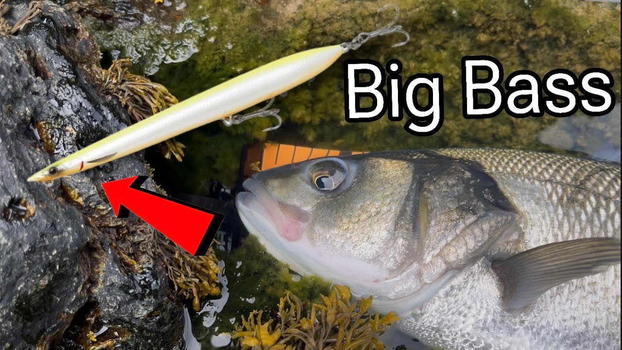 I Knew It Would Be Good… But Not THIS Good! (Big Bass)