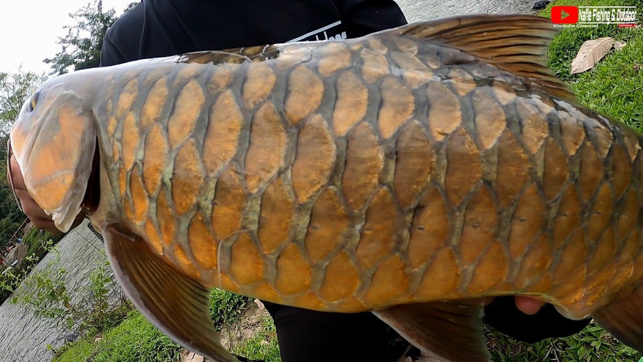 Sisik Emas Pemecah Rekod Peribadi | Pelian/Kelah | Strike Bertubi-Tubi | Stream Fishing | Monsok