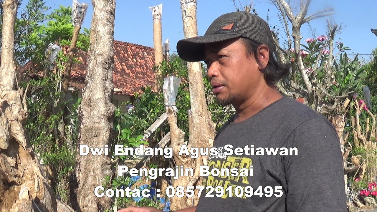 Tutorial cara membuat Dan membentuk Bonsai Pohon Pule