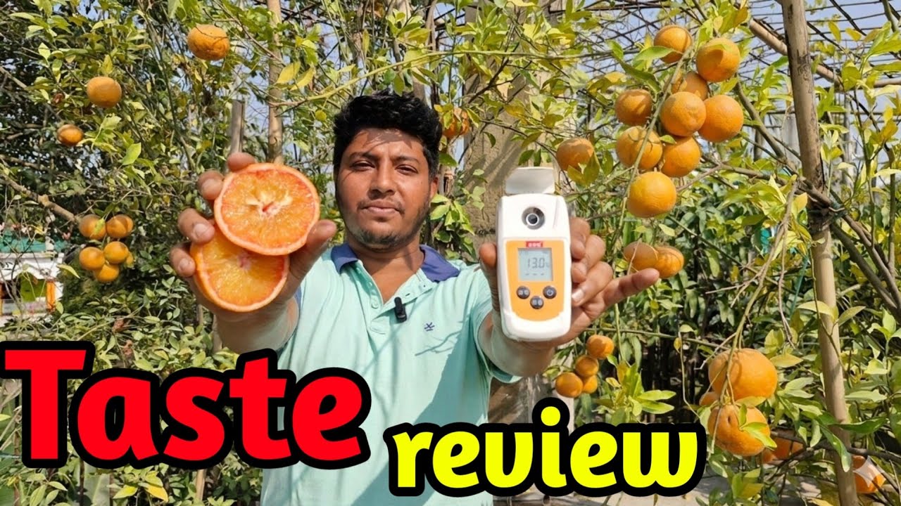 সেরা প্রিমিয়াম জাতগুলোর মিষ্টতা কত? Best citrus varieties Taste review on rooftop garden 