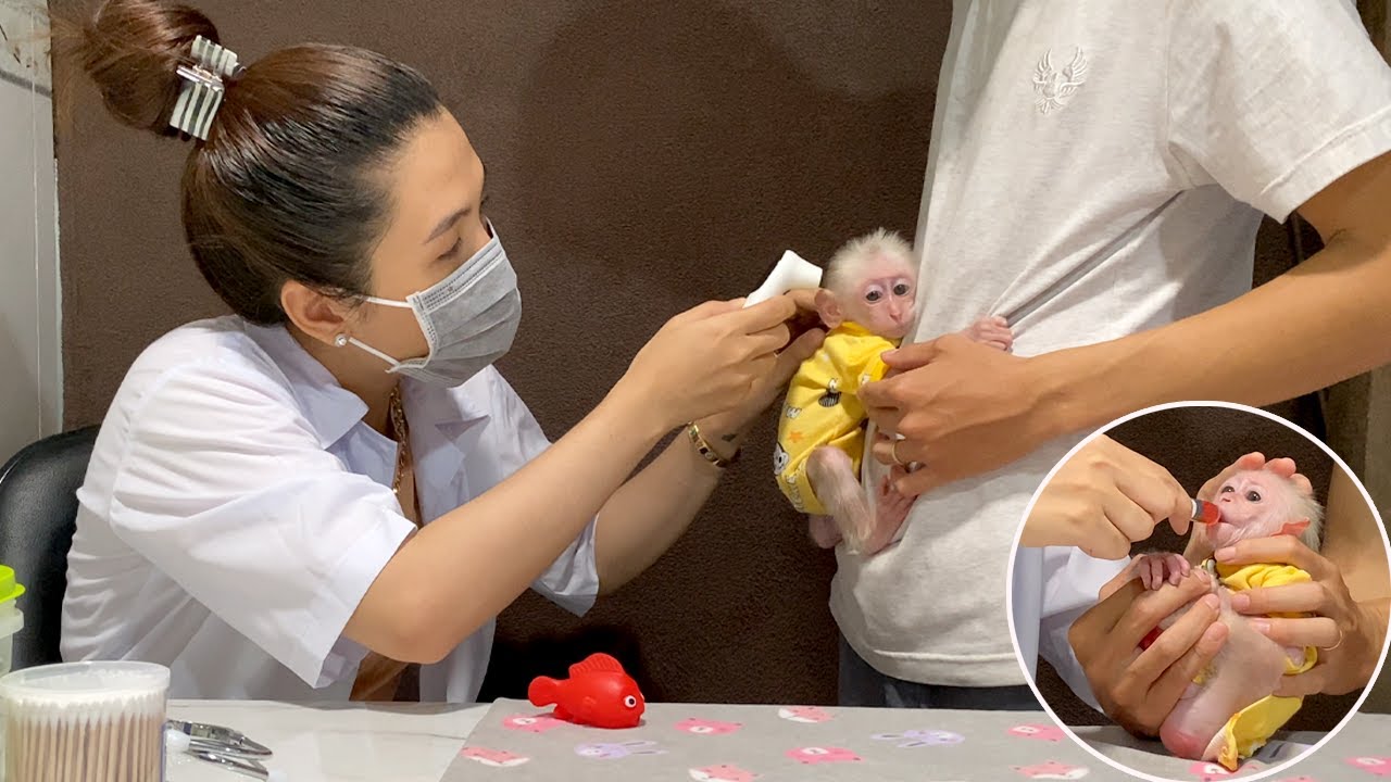 Scared baby monkey Alu hugs his dad tightly when she meets the doctor @khamphaando