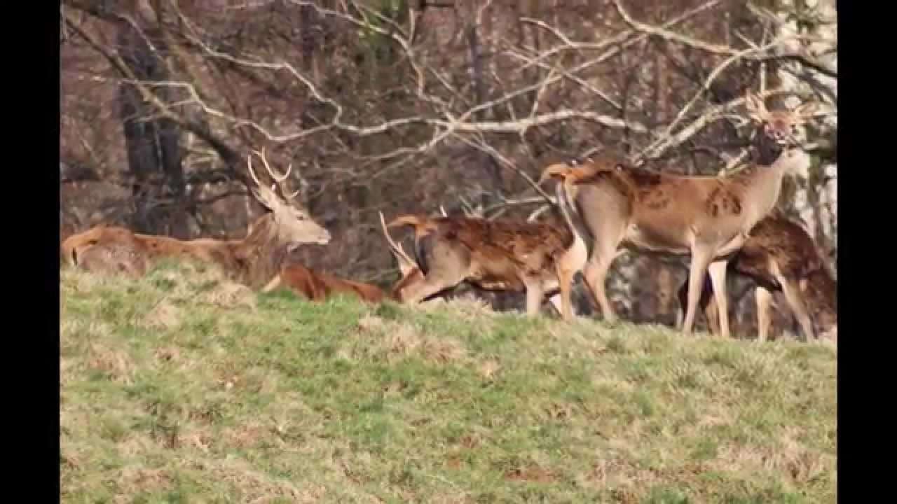 Une harde,cerfs,biches et faons sous le massif du Cagire dans le Comminges.