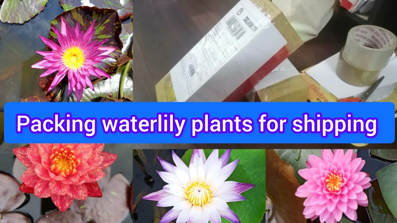 🔴Packing Waterlily Plant for Shipping *Dauben WaterLily Plant*