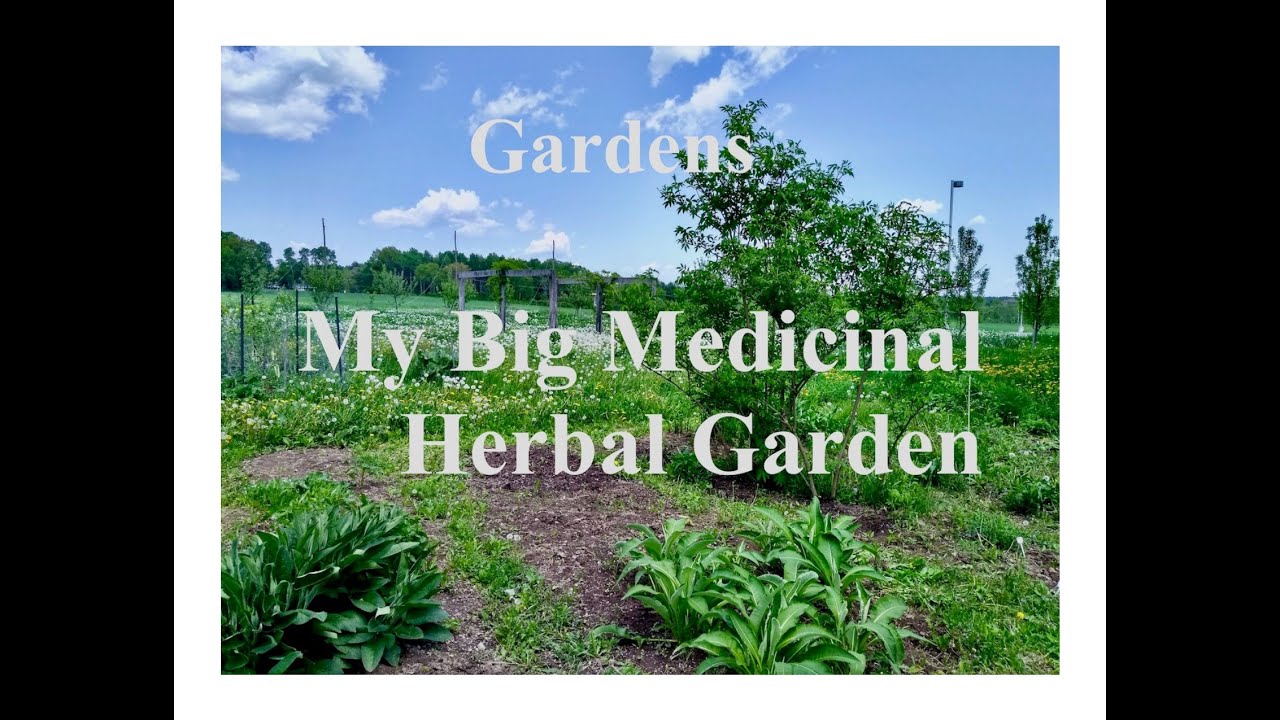My Big Medicinal Herbal Garden