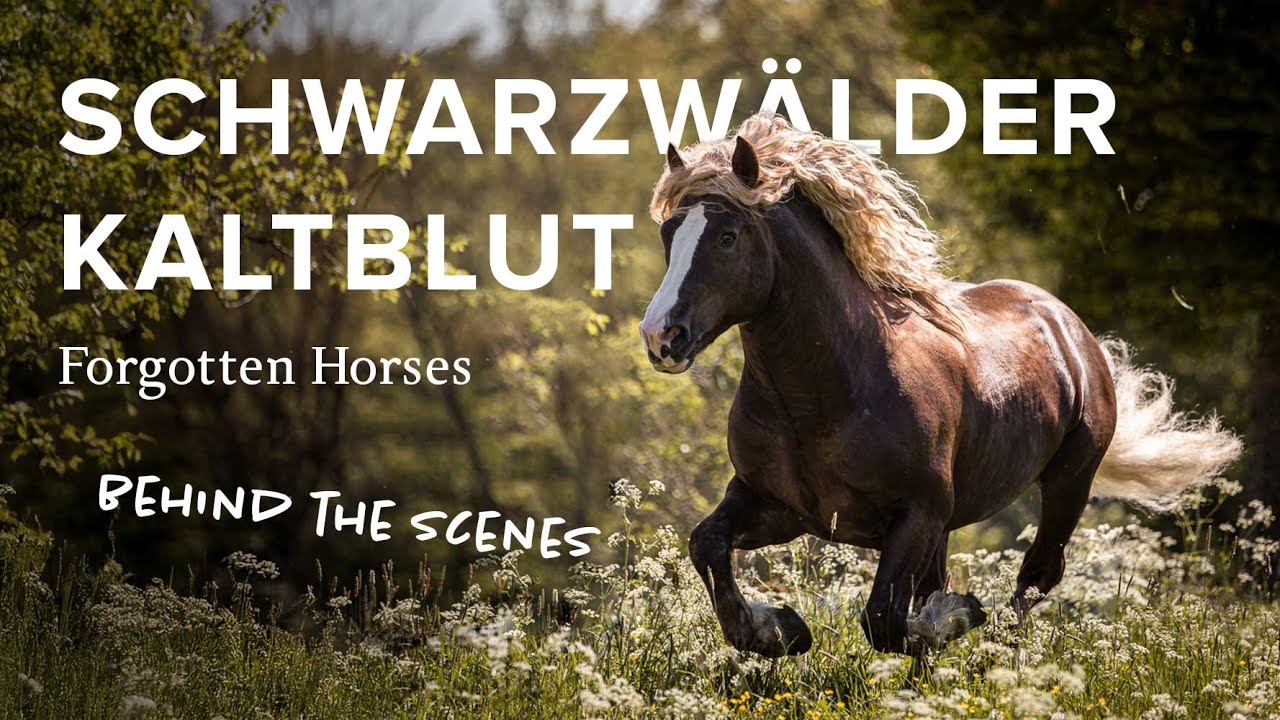 The Schwarzwälder Kaltblut from Germany | Explore Forgotten Horses