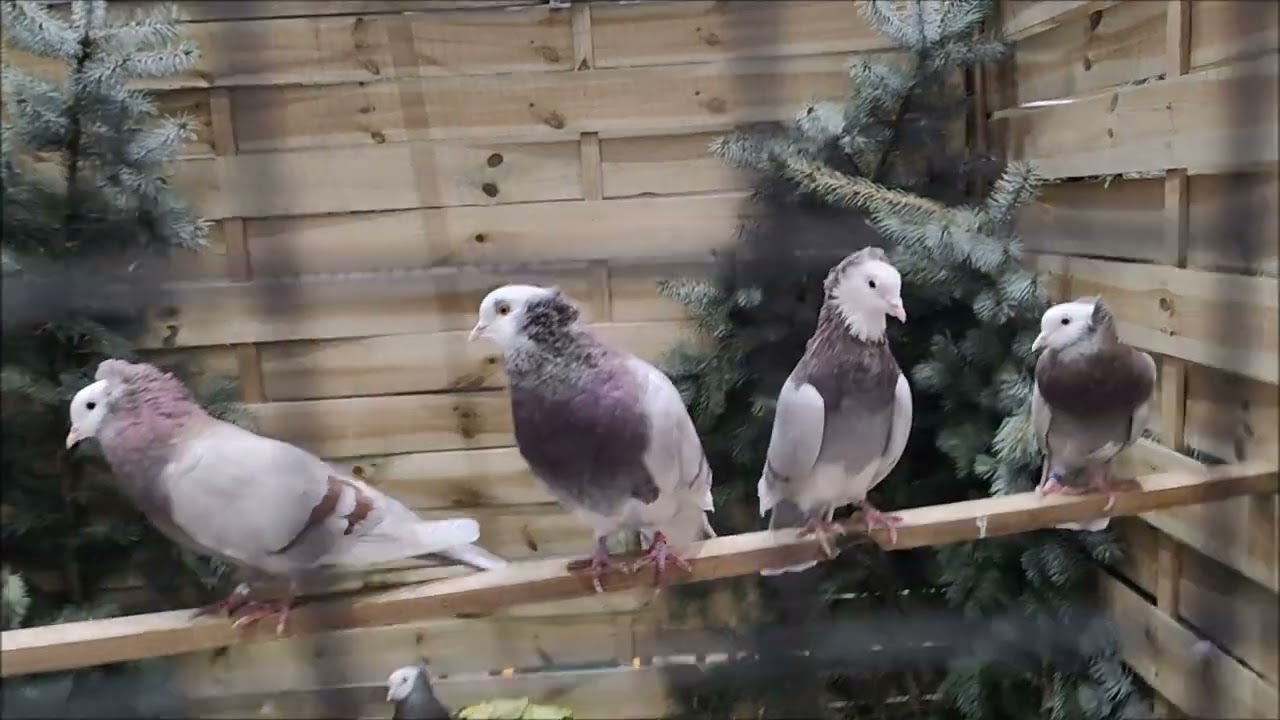 Kaliny na wystawie w Unisławiu 2025