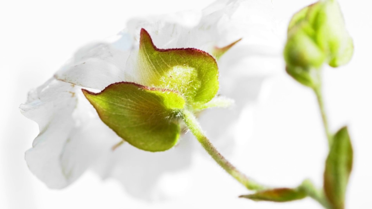 LA MIA CITTA' IDEALE