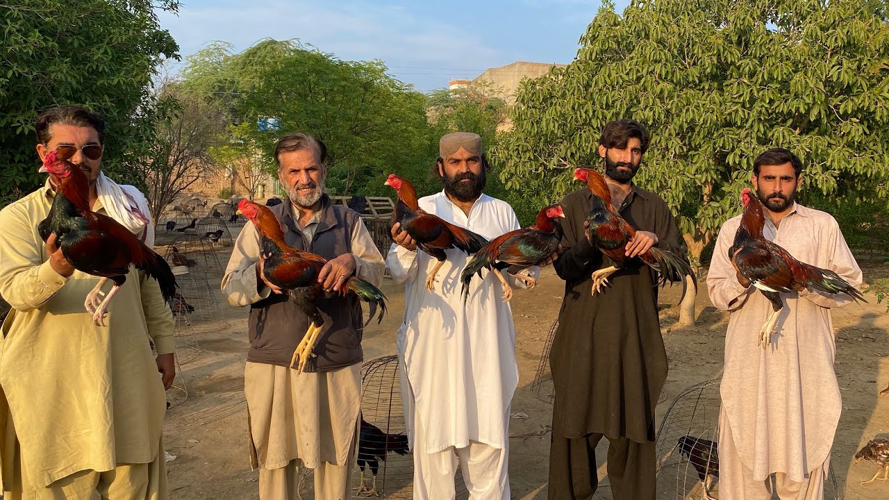 Lakhay Murgay Kesay Bantay Hen // Hmaray Nayab Lakhay Colour Breeding