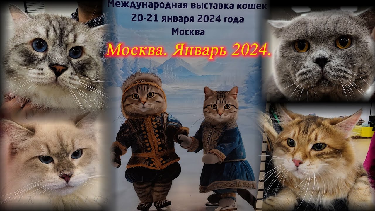 Выставка кошек. Знакомство с новой породой, ринг кошек. ТРЦ  