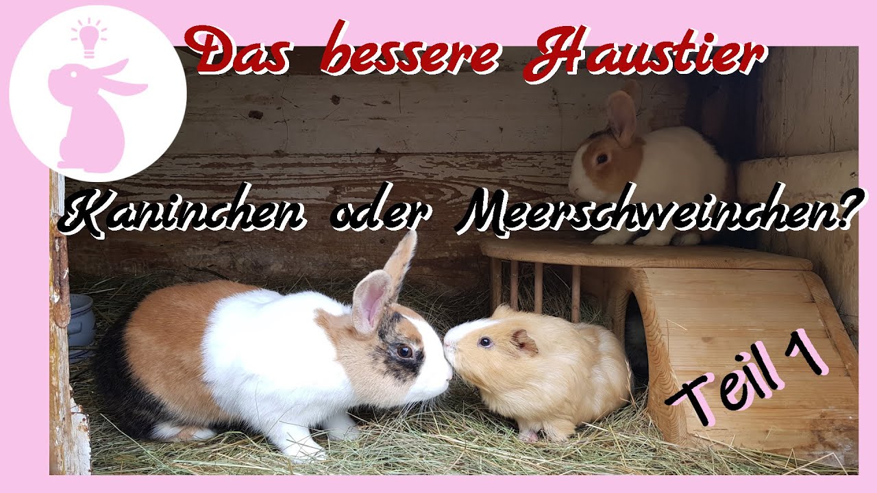 Kaninchen oder Meerschweinchen, wer ist das bessere Haustier für Dich und mich? Teil 1