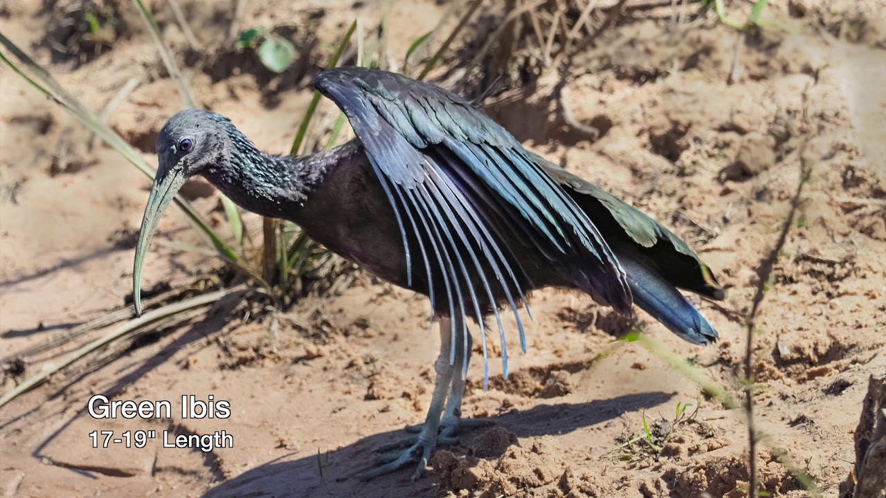 Pantanal Water Birds