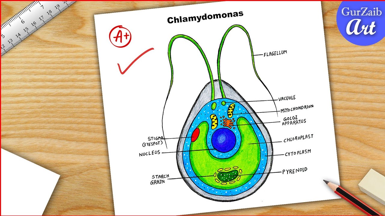 Chlamydomonas Diagram drawing CBSE || easy way || Labeled Science projects - for beginners