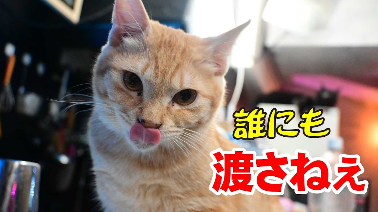 【猫】熾烈なかわいい駆け引きｗ 多頭飼いシリーズ｜職業かわいい〜GONZOちゃんねる〜