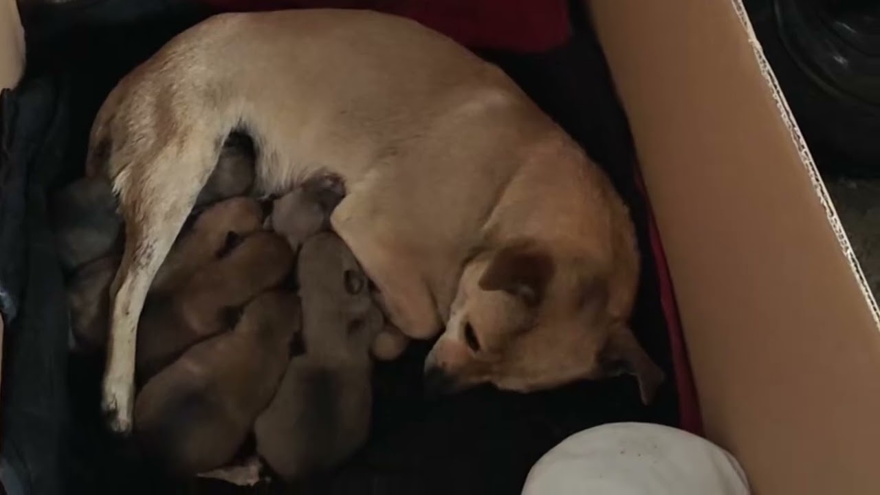 刚刚出生的小狗太可爱了，谁看了不心动The newly born puppies are so cute; no one can resist them.