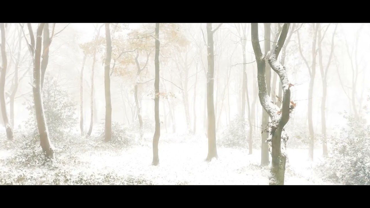 Winter In Sherwood Forest
