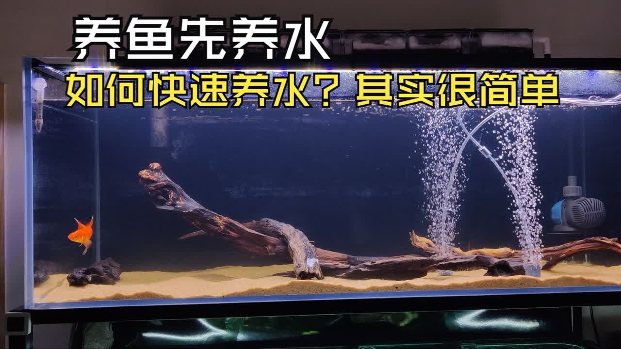 养鱼先养水，如何快速养水，你就按我说得做，别乱加东西！以我养的雷龙为例谈谈鱼缸养水！