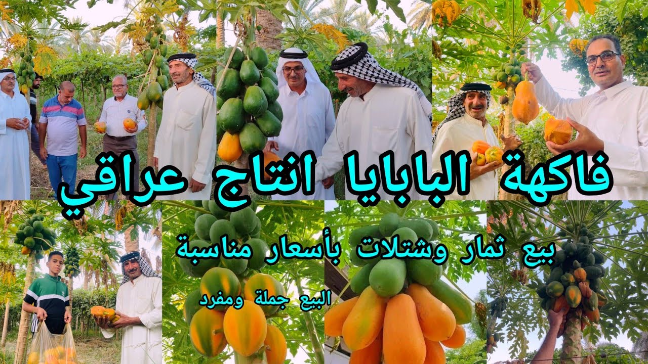 فاكهة البابايا انتاج عراقي بمواصفات عالية و بانسب الاسعار انتاج مزرعة الحاج محمود العساف وتوجد شتلات