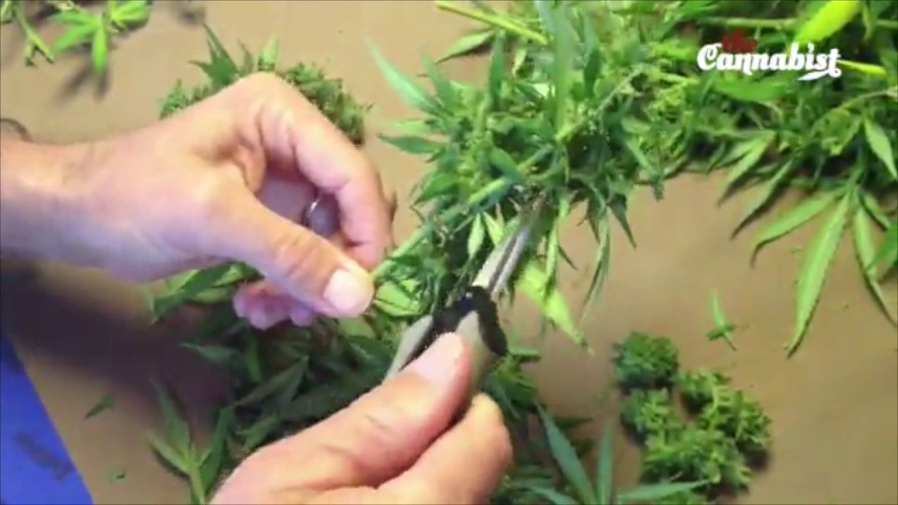 Cannabutter prep from scratch: Trimming flowers on a marijuana plant