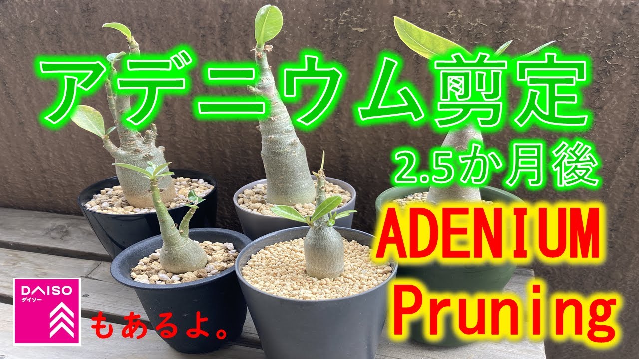 アデニウム剪定　2.5か月後　ダイソーアデニウムも剪定します　ADENIUM  PRUNING 2.5MONTHS LATER   DAISO Adenium Pruning