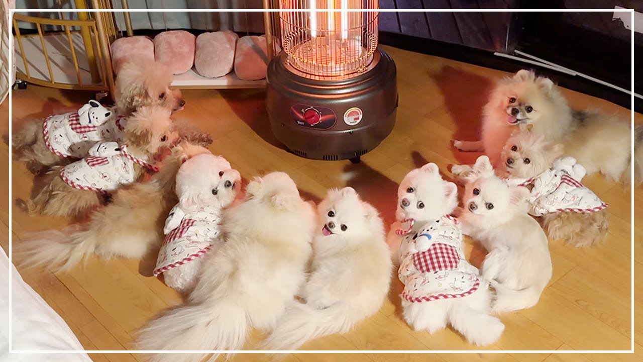 강아지 많은 집의 따끈따끈 첫 글램핑 🔥 [ENG]