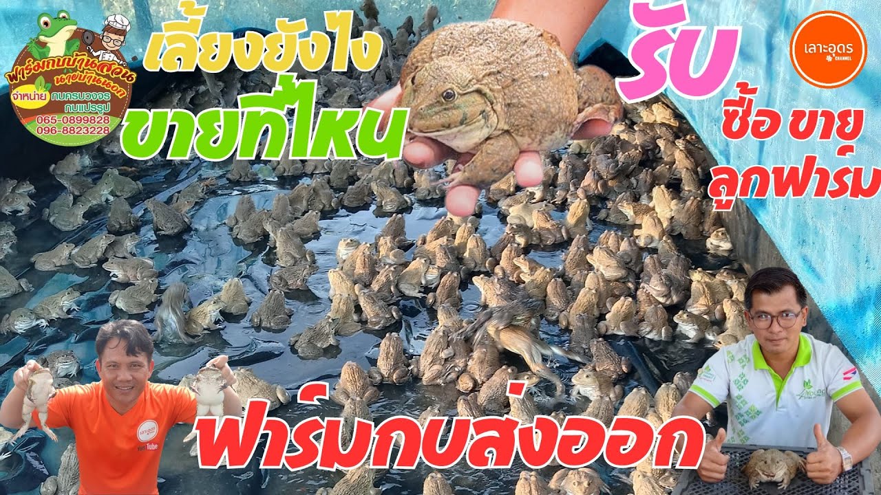 ฟาร์มกบบ้านสวน รับซื้อ-ขายกบครบวงจรทั่วประเทศ #ส่งออกต่างประเทศ  #ซื้อขายกบ #สร้างงานสร้างอาชีพ