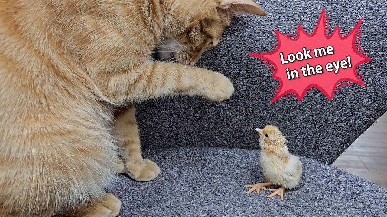 Cat caring for chicks - 병아리를 돌보는 고양이 (랭이개인기)