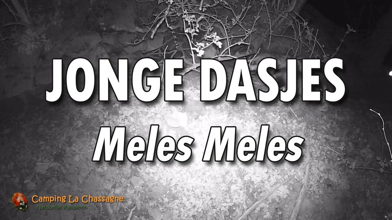 Spelende Jonge Dasjes (Meles meles)