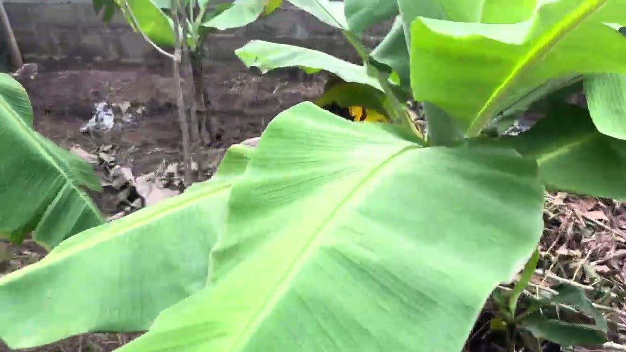 Stage 1: Bed setting and Presentation 