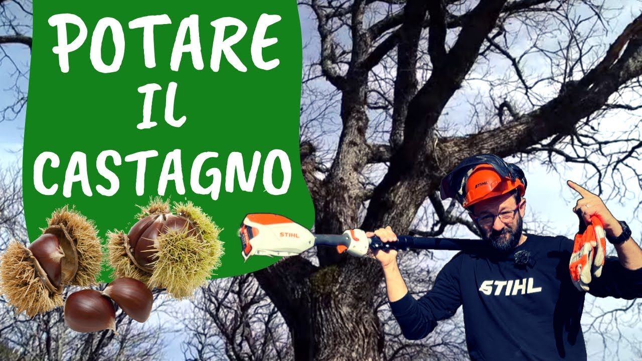 Come e quando POTARE il CASTAGNO