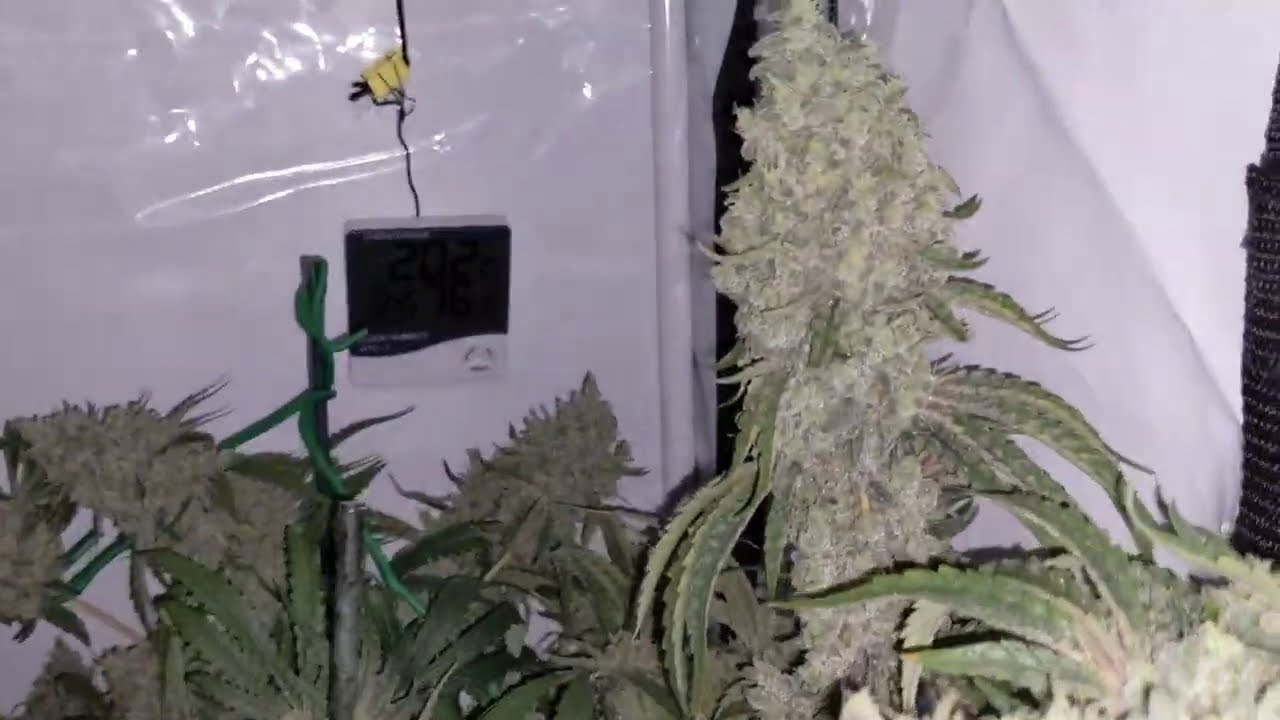 Solar flare 400w led & Citradelic Sunset by Ethos Genetics Day 63