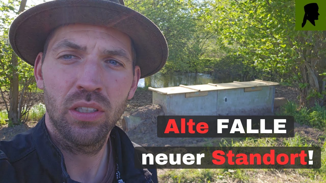 FALLEN-STANDORT Wechsel//Alte Dose-Wipprohr-FALLE versetzt//Jagd 2024 //TrapperInfo