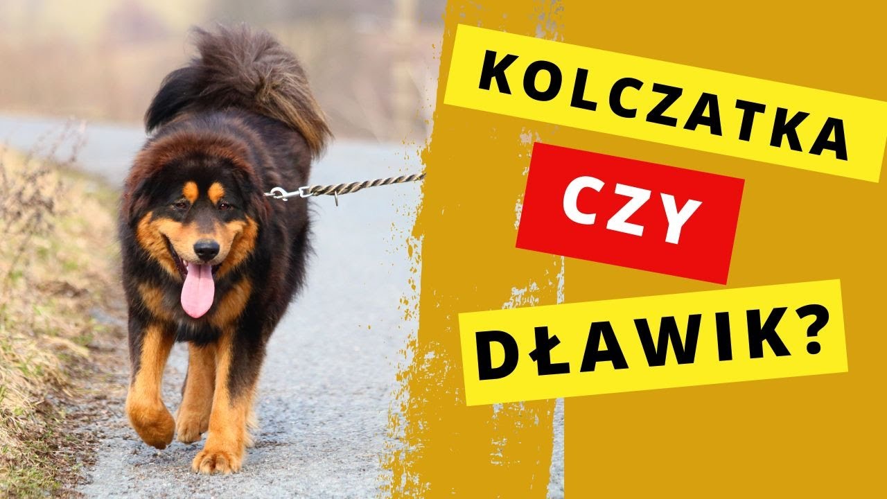 Kolczatka czy dławik? Co wybrać.