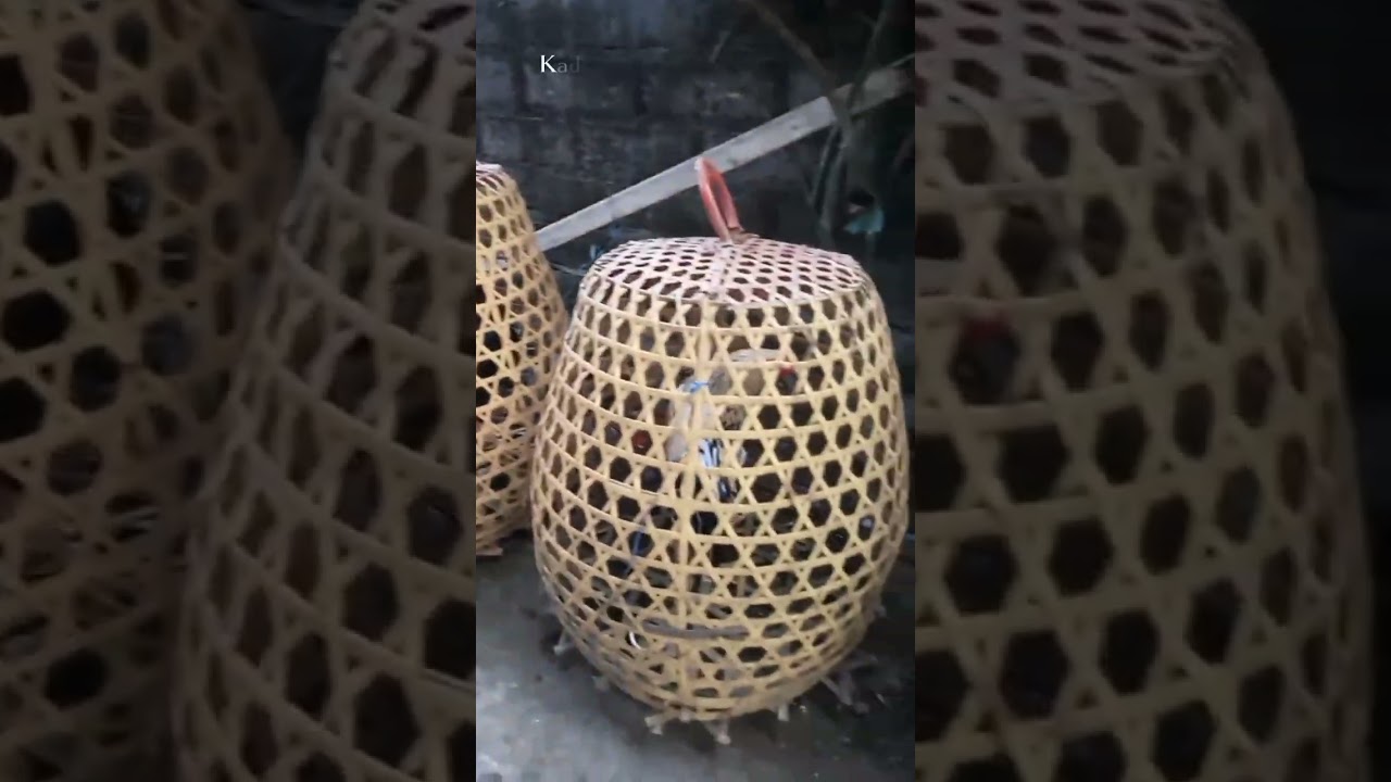 pang Kanti kebes bungut iluh nunden Cang Suud memotoh! wkwl