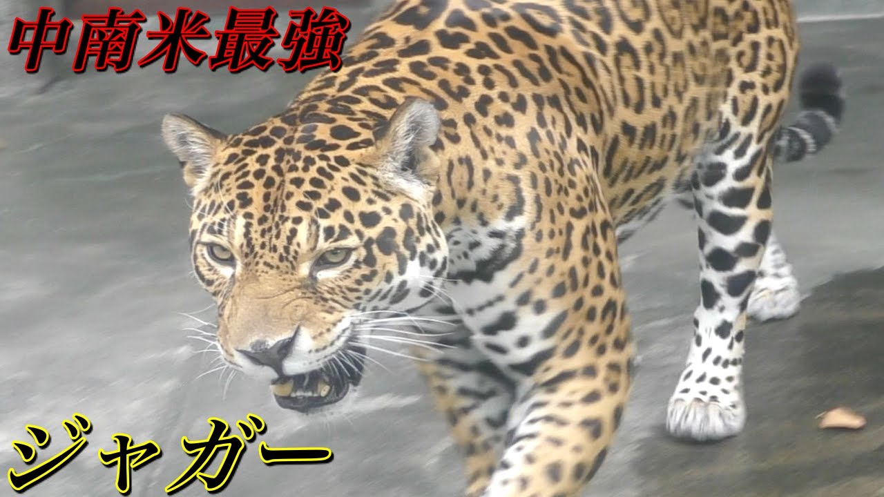 【ジャガー】トラとライオンに次ぐ大型のネコ科動物〜中南米最強の捕食者「Jaguar」〜