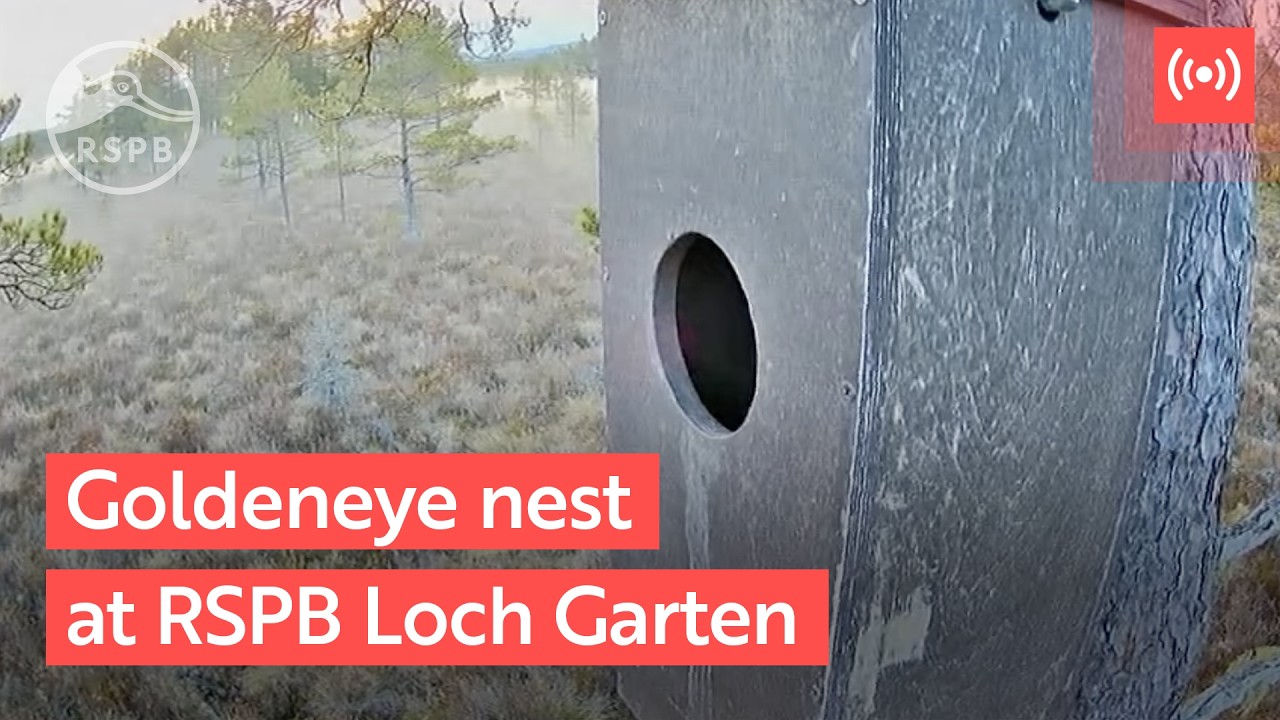Live bird feeder | RSPB Loch Garten