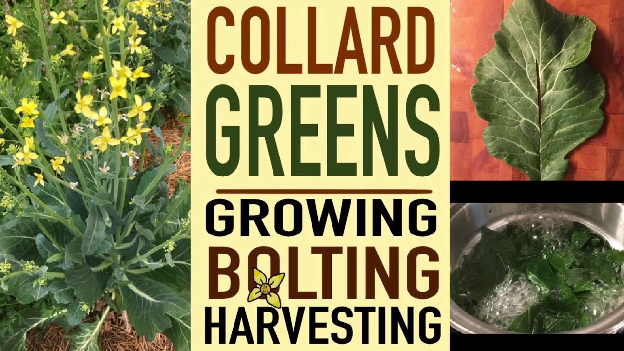 COLLARD GREENS - Growing, bolting, and harvesting - Thyme2Grow!