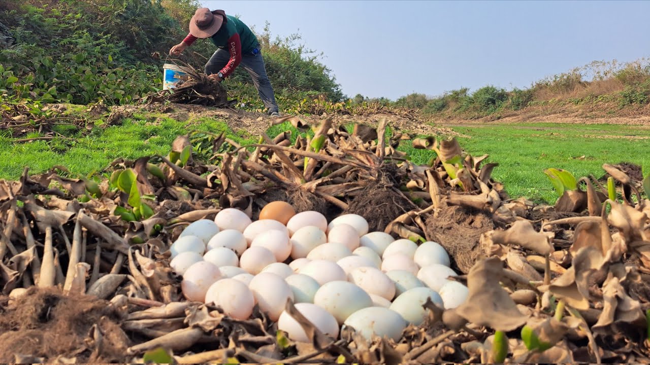 Wow  unique -A man started a scam to collect duck eggs from a stream and made a lot of money.