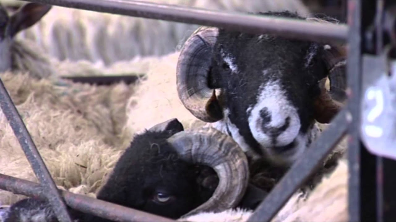 Hawes Auction Mart, Wensleydale, Yorkshire Dales