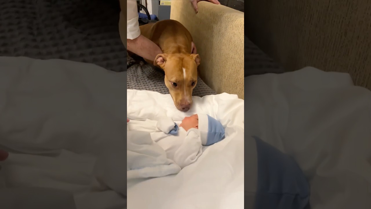 When a dog sees a newborn baby for the first time ❤️