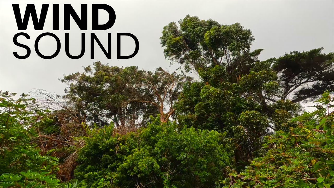 Trees Blowing In The Wind - Relaxing Background Noise