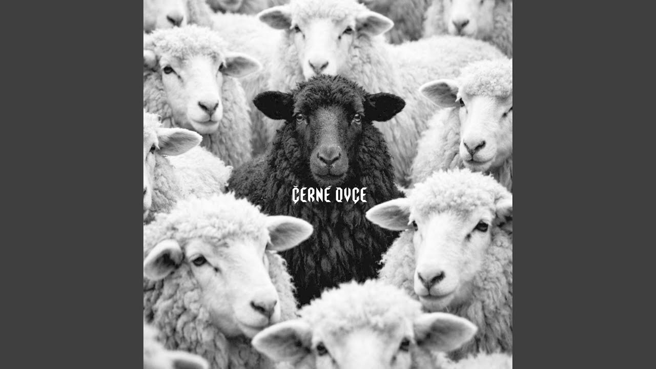 ČERNÉ OVCE