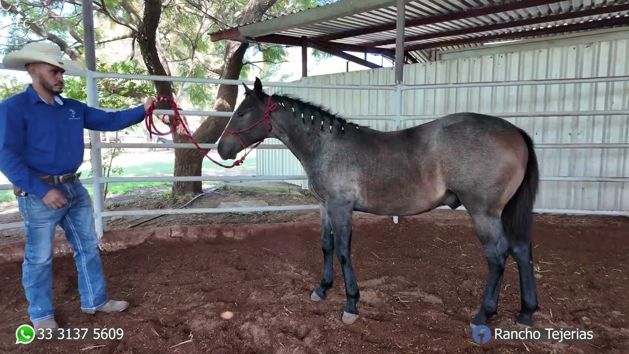 Rancho Tejerías - Potros 2025 Disponibles - Hijos de El Prieto