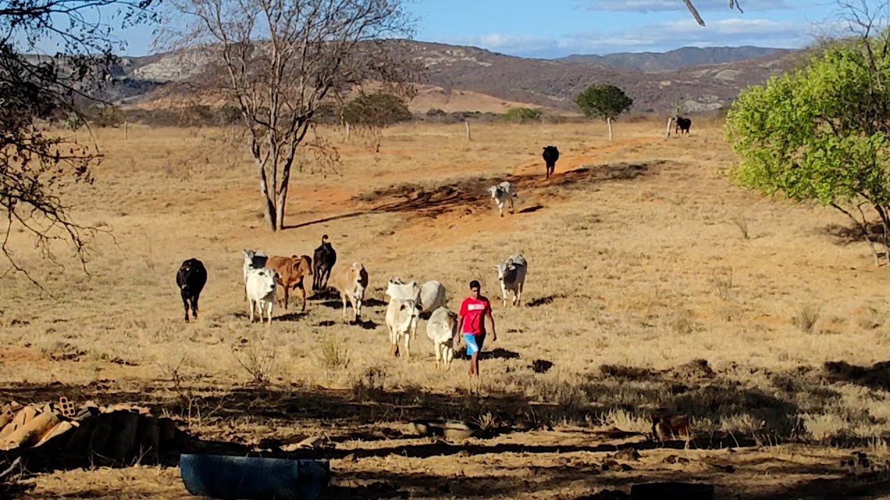 Alimentando O Gado Na Seca No Sertão Da Bahia