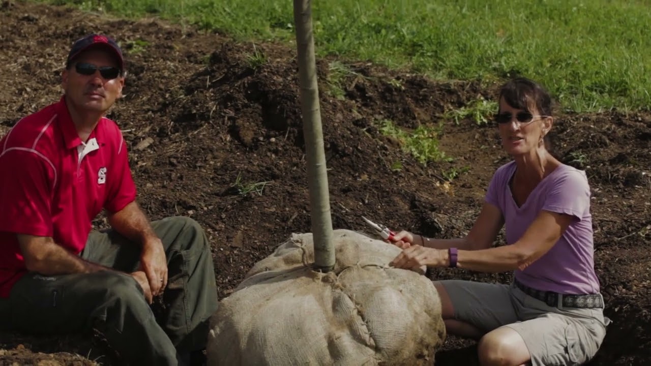 Tree Planting: Ball and Burlap