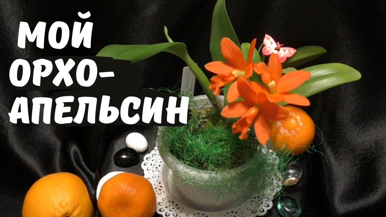Каттлея для новичка. Blc. Young-Min Orange 'Golden Satisfaction' - яркая 