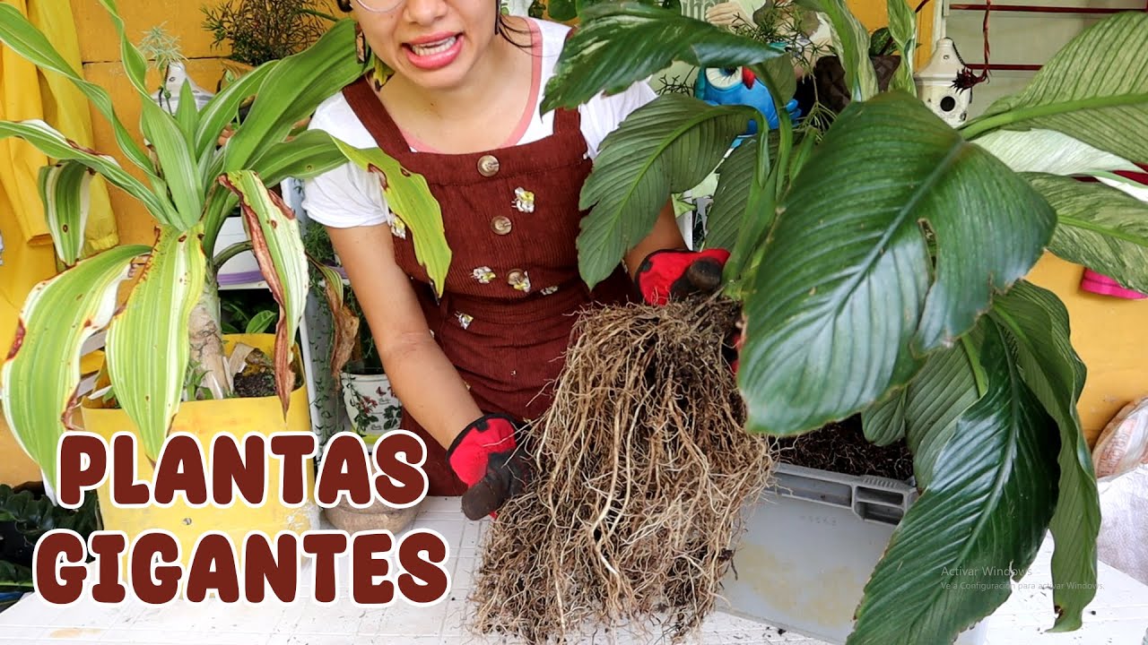 Trasplantando plantas de interior grandes y limpiando raíces | Candy Bu
