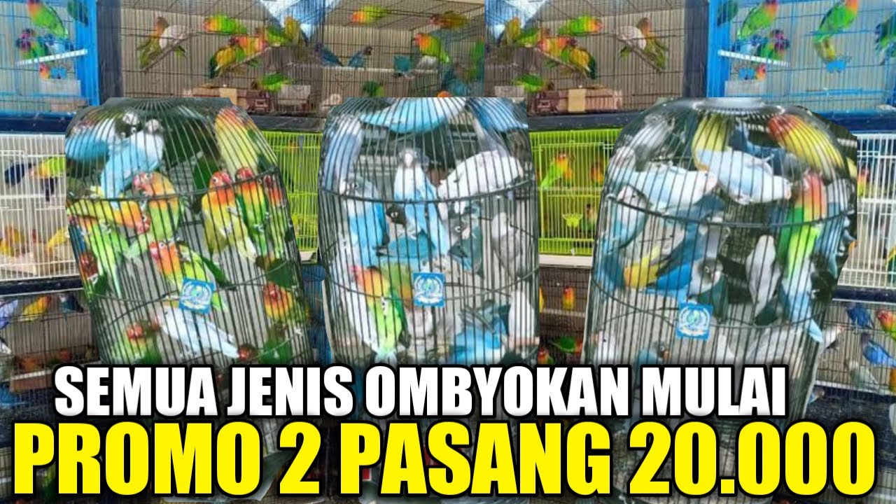 UPDATE HARGA BURUNG LOVEBIRD HARI INI DIKIOS PASAR BURUNG PRAMUKA TERNYATA CUMA SEGINI
